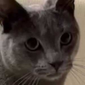 Meet your Posher, Venus